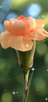 Peach flower with sparkles and blurred green background.