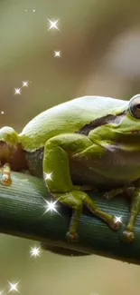 Sparkling green frog perched on a leafy branch, ideal for nature wallpaper.