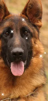 German Shepherd dog with a sparkling effect on fur.