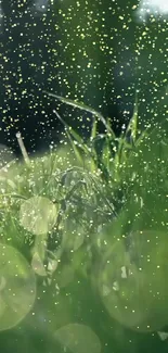 Close-up of grass with sparkles, perfect for a nature-themed phone wallpaper.