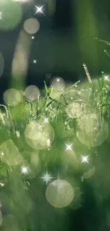 Sparkling green grass with dewdrops and light flares creating a serene ambiance.