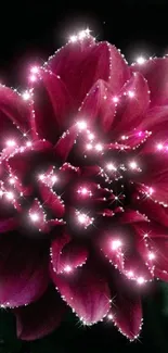 Vibrant magenta flower with sparkling highlights on dark background.