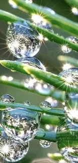 Close-up of dew on green leaves, sparkling in light.