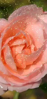 Peach rose with golden sparkles, elegant mobile wallpaper.