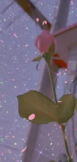 Pink rose with starry glitter background wallpaper.