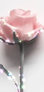 Delicate pink rose with sparkling lights on a soft background.