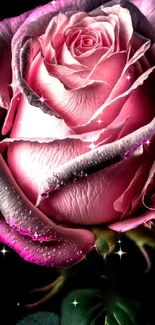 A sparkling pink rose with dewdrops on black background.