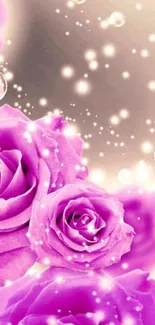 Vibrant pink roses with sparkling bubbles in a dreamy background.