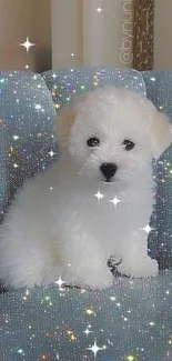 Fluffy white puppy on a sparkling blue sofa.