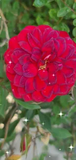 Vibrant red rose with sparkling accents on a green foliage background.