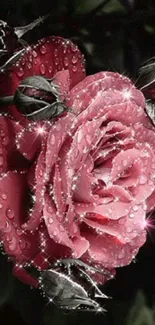 Pink rose with sparkling dewdrops on petals against a dark background.