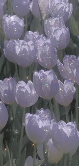 Lavender sparkling tulips at night with a serene glow.