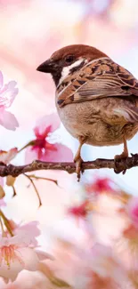 Sparrow perched on cherry blossom branch with pink flowers.