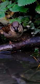 Sparrow by the water with lush greenery.