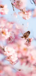 Sparrow sitting on a cherry blossom branch with soft pink flowers and blue sky.