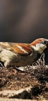 A sparrow standing on a patch of dry grass.