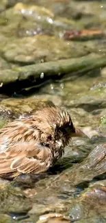 A sparrow enjoying a bath on rocky terrain.