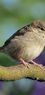 Fluffy sparrow sitting on a branch with green and purple background.