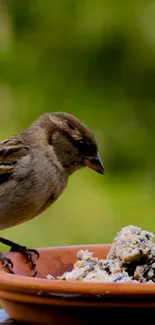 Sparrow perched on a terracotta plate with a green background.