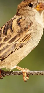 Sparrow with brown feathers perched on a wire in natural light.