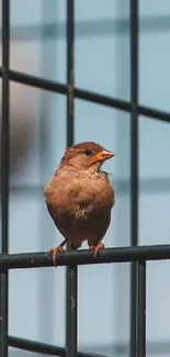 A sparrow perched on a cage with a blue sky background.