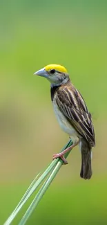 Sparrow perched on a green grass stalk against a blurred green backdrop.