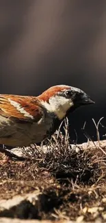 A sparrow standing on rocky ground with blurred background.