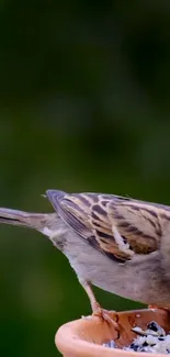 Sparrow perching on a terracotta feeder with a green background.