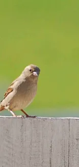 Sparrow perched on a white wooden fence with a green background.