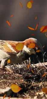 Sparrow on ground surrounded by falling autumn leaves.