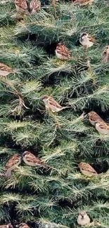 Sparrows perched throughout an evergreen tree, creating a tranquil natural wallpaper.