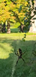 Spider hanging in lush green forest wallpaper.