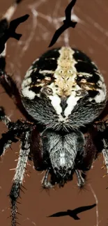 A spider on its web against a brown background with artistic elements.