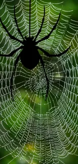 Black spider on a detailed web with a green background.