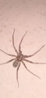 Close-up view of a brown spider on a beige background wallpaper.