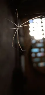 Close-up of spider in dim light with web and dark background.