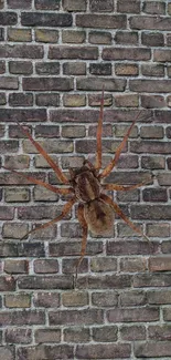 Large spider on a textured brick wall background.