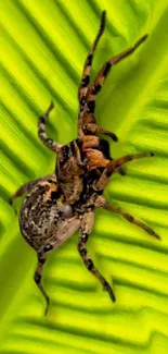 Spider on a vibrant green leaf wallpaper for mobile.