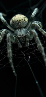 Close-up of a spider on a dark web, detailed and intriguing.