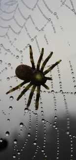 Spider perched on a dew-covered web glistening in the morning light.