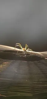 Spider sitting on a glowing web in a serene, dark gray background.