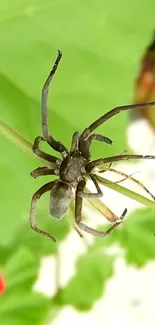 Close-up of a spider on a green leaf, showcasing intricate details.