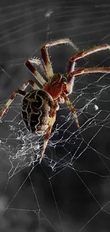 Spider on a dark detailed web, creating a striking mobile wallpaper.