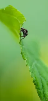 Close-up of a small spider on a green leaf, perfect for nature-themed wallpapers.