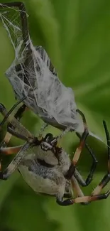 Close-up of a spider on a green leaf background.