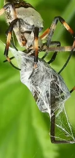 Spider spinning web on leaf, vibrant green background.