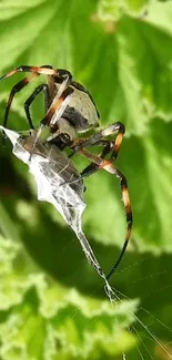 Spider creating a web on bright green leaves, showcasing nature's intricacy.