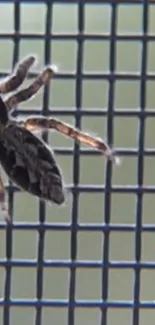 A spider on a black mesh screen in close-up view.