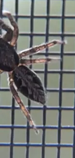 Close-up of a spider on a window screen, showing fine details.