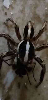 Close-up of a spider on a textured surface with earthy tones.